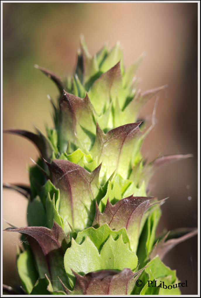 Acanthus	mollis