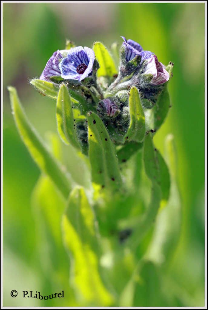 Cynoglossum creticum