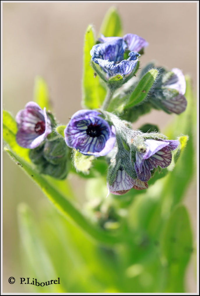 Cynoglossum creticum