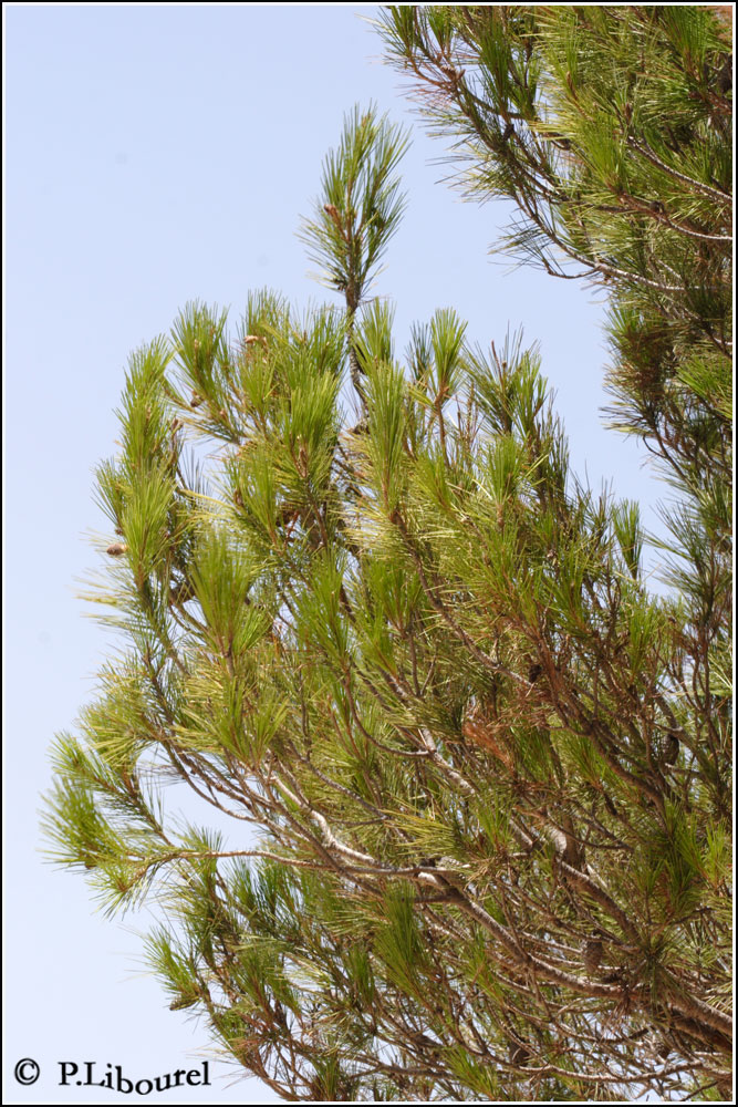 Pinus halepensis