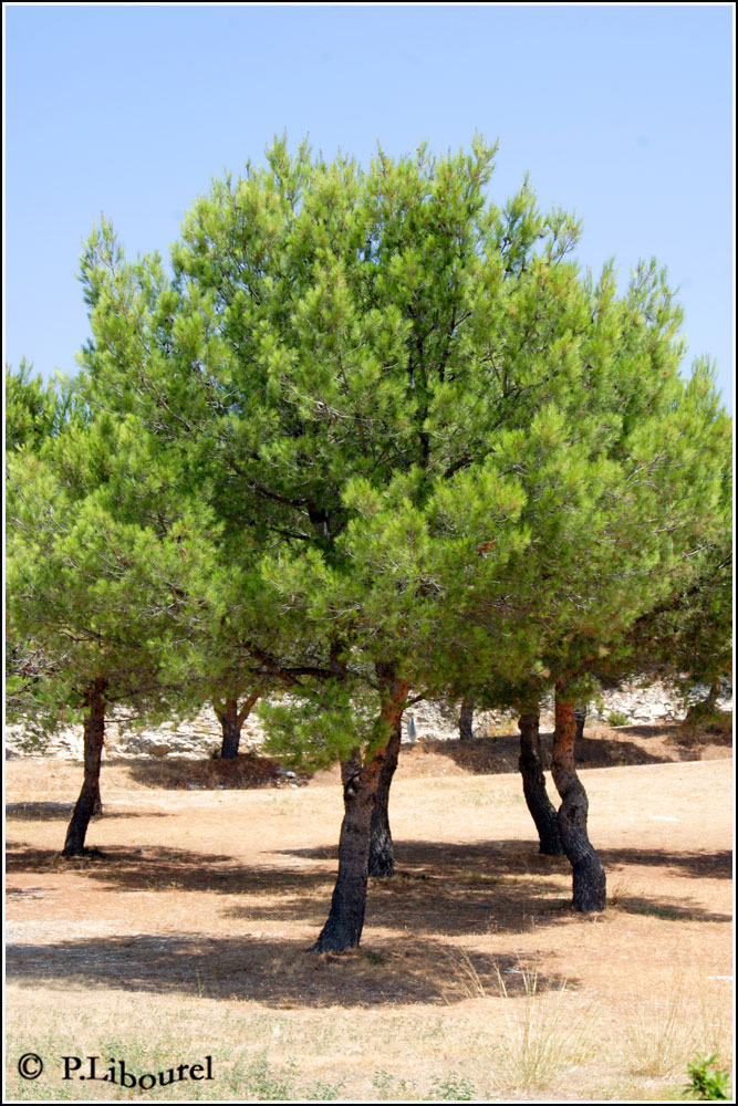 Pinus halepensis