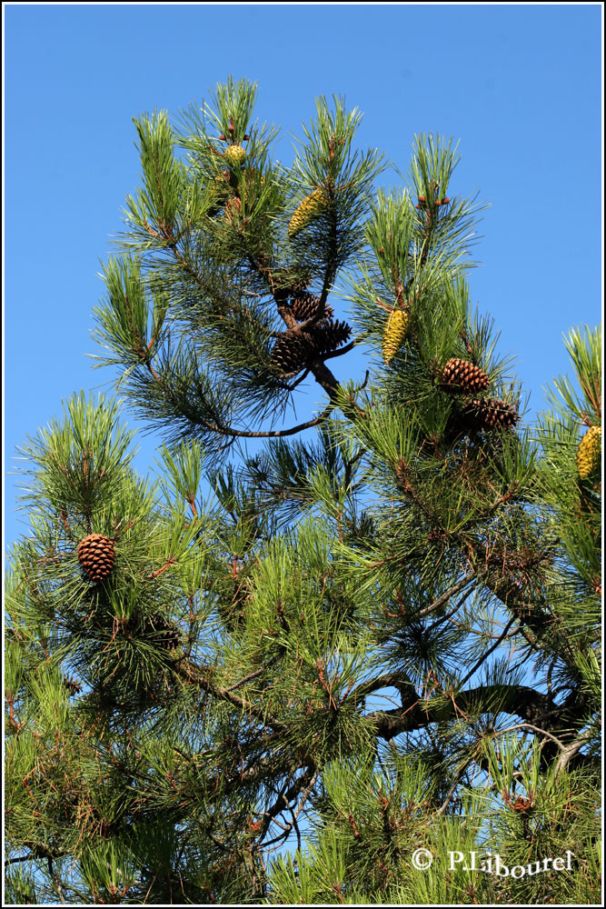 Pinus halepensis