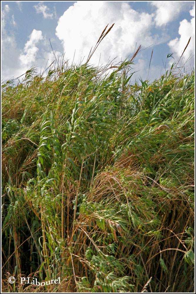 Arundo donax