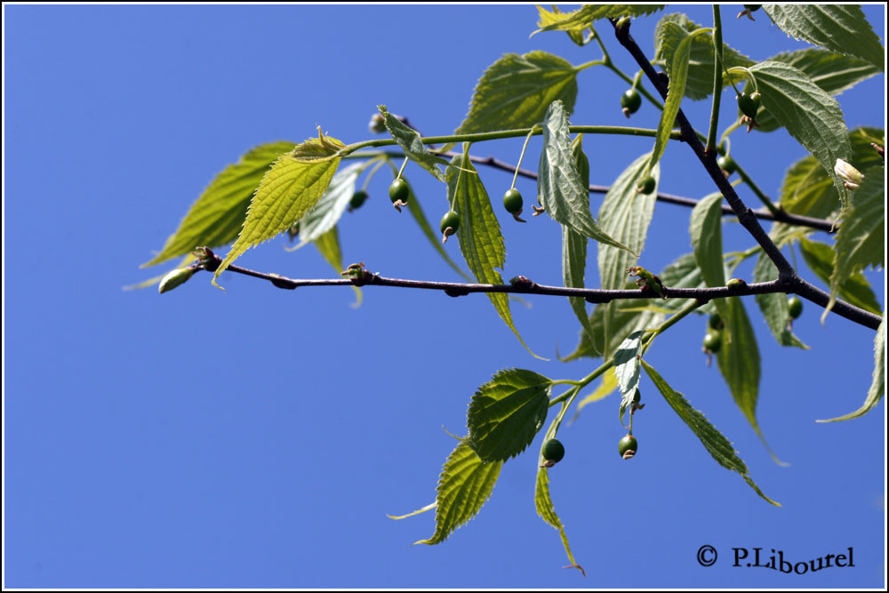 Celtis australis