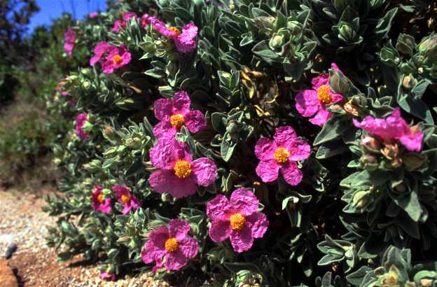 cistus creticus