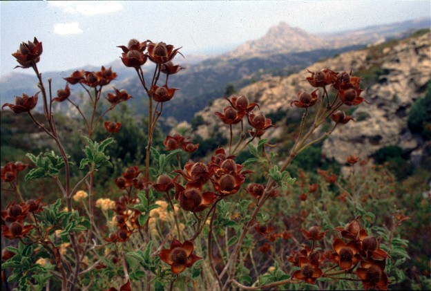 cistus monspeliensis