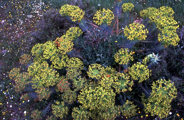 euphorbia characias