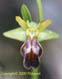 Ophrys brun