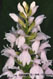 Orchis tachet