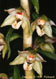 Epipactis de Mueller