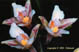 Epipactis des Marais