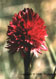 Nigritelle ou Orchis vanille