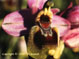 Ophrys tenthrde