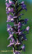 Orchis moustique