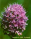 Orchis globuleux