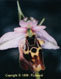 Ophrys d'Heldreich