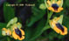 Ophrys jaune