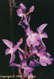 Orchis mle