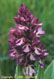 Orchis pourpre