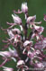 Orchis singe