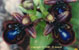 Ophrys miroir