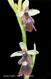 Ophrys mouche