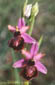 Ophrys de l'Aveyron