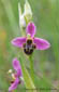 Ophrys bcasse