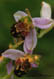 Ophrys abeille