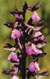 Orchis bouffon