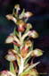 Orchis grenouille