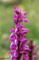 Orchis mâle
