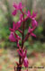 Orchis des marais