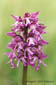 Orchis singe