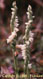 Spiranthe