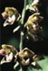 Epipactis  larges feuilles
