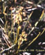 Chamorchis des Alpes