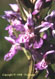 Orchis de Fuchs