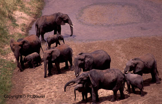 éléphant