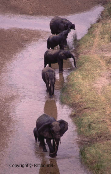éléphant