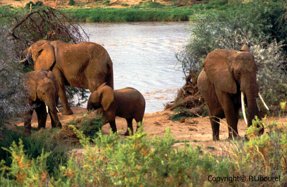 éléphant