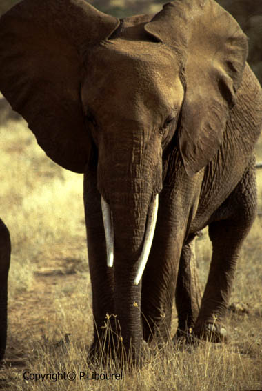 éléphant