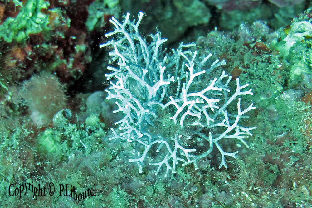 bryozoaire