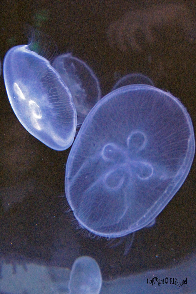 Aurelia aurita