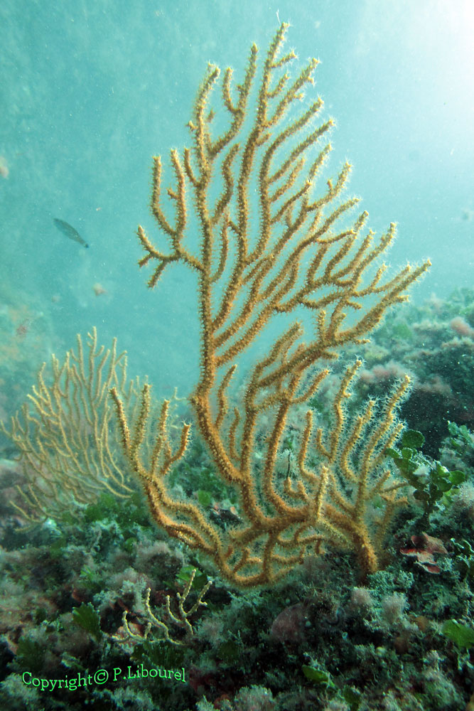 Eunicella cavolinii