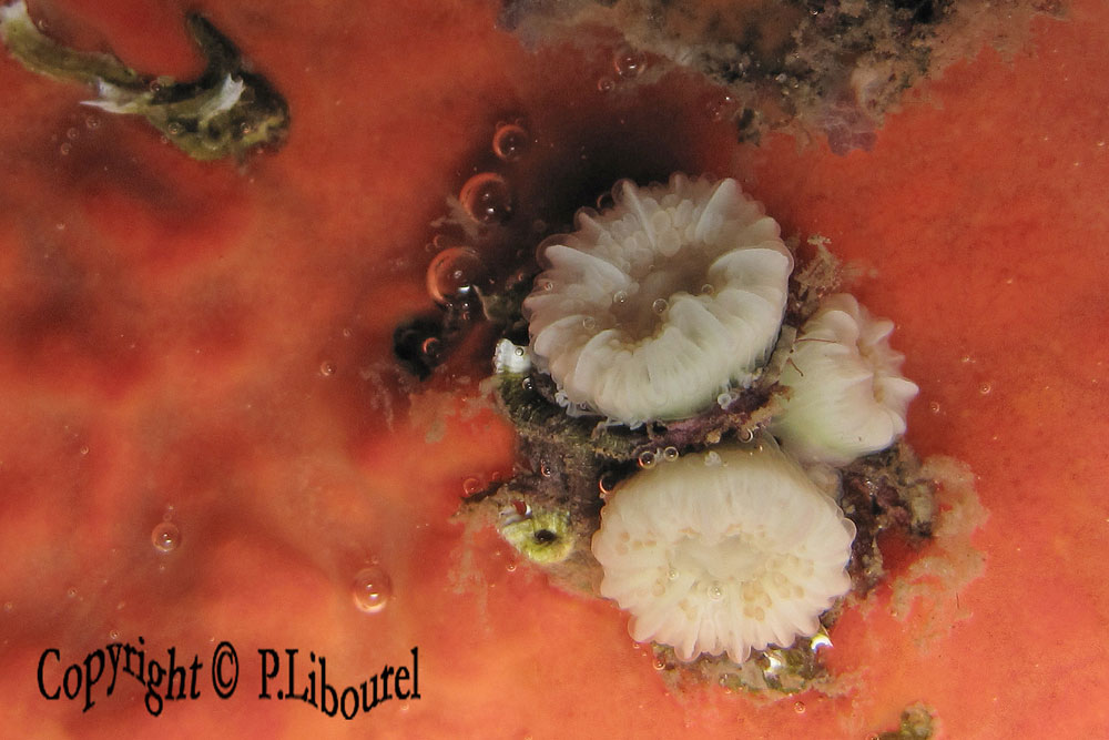 Caryophyllia inornata