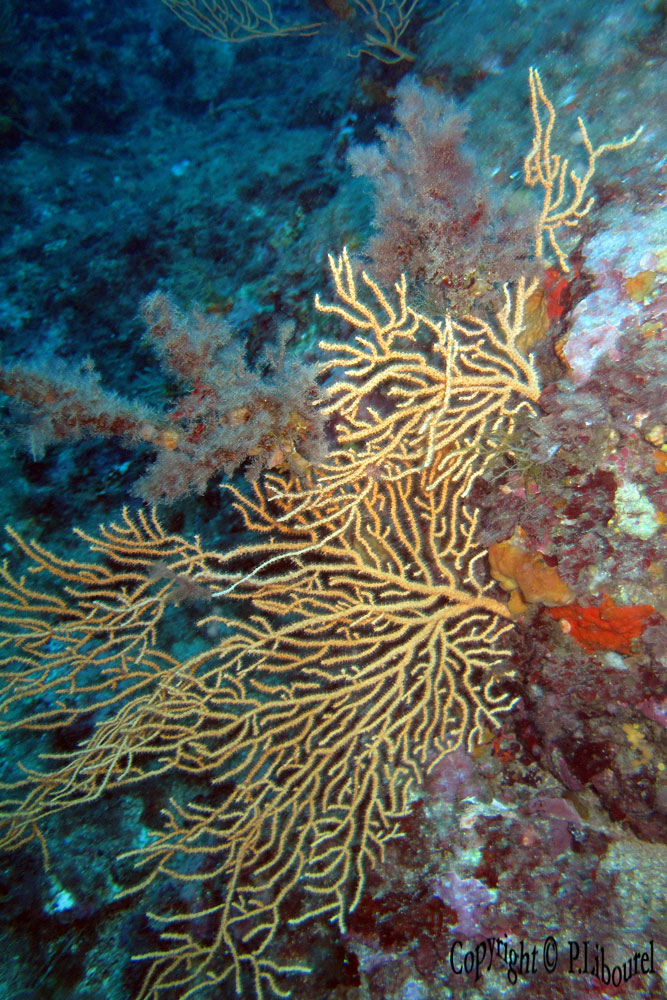 Eunicella cavolinii