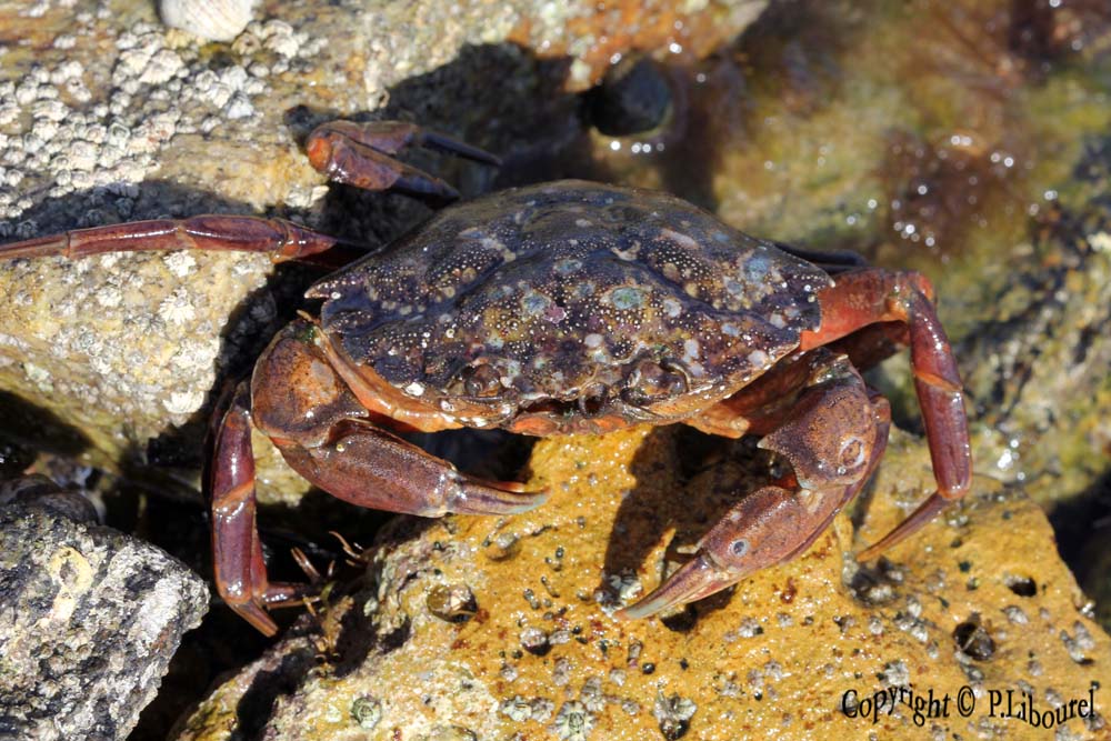 carcinus maenas