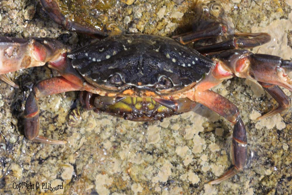 carcinus maenas