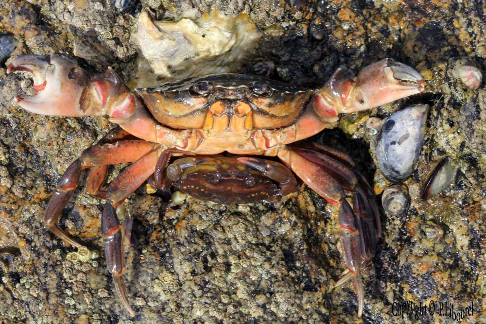 carcinus maenas